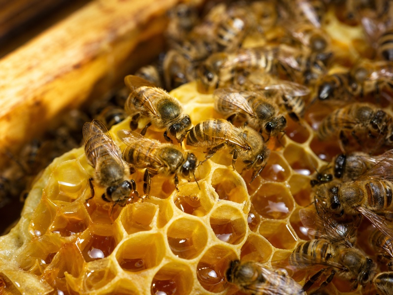 ミツバチが蜜の入った巣板に集まっている様子