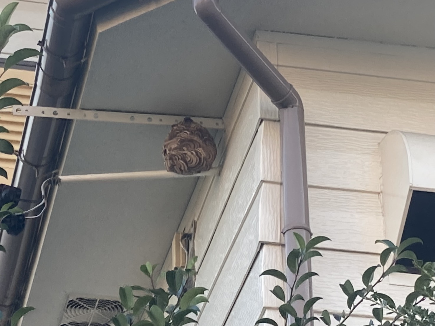 【事例①】東海市大田町｜分譲マンションのベランダにできたアシナガバチの巣駆除