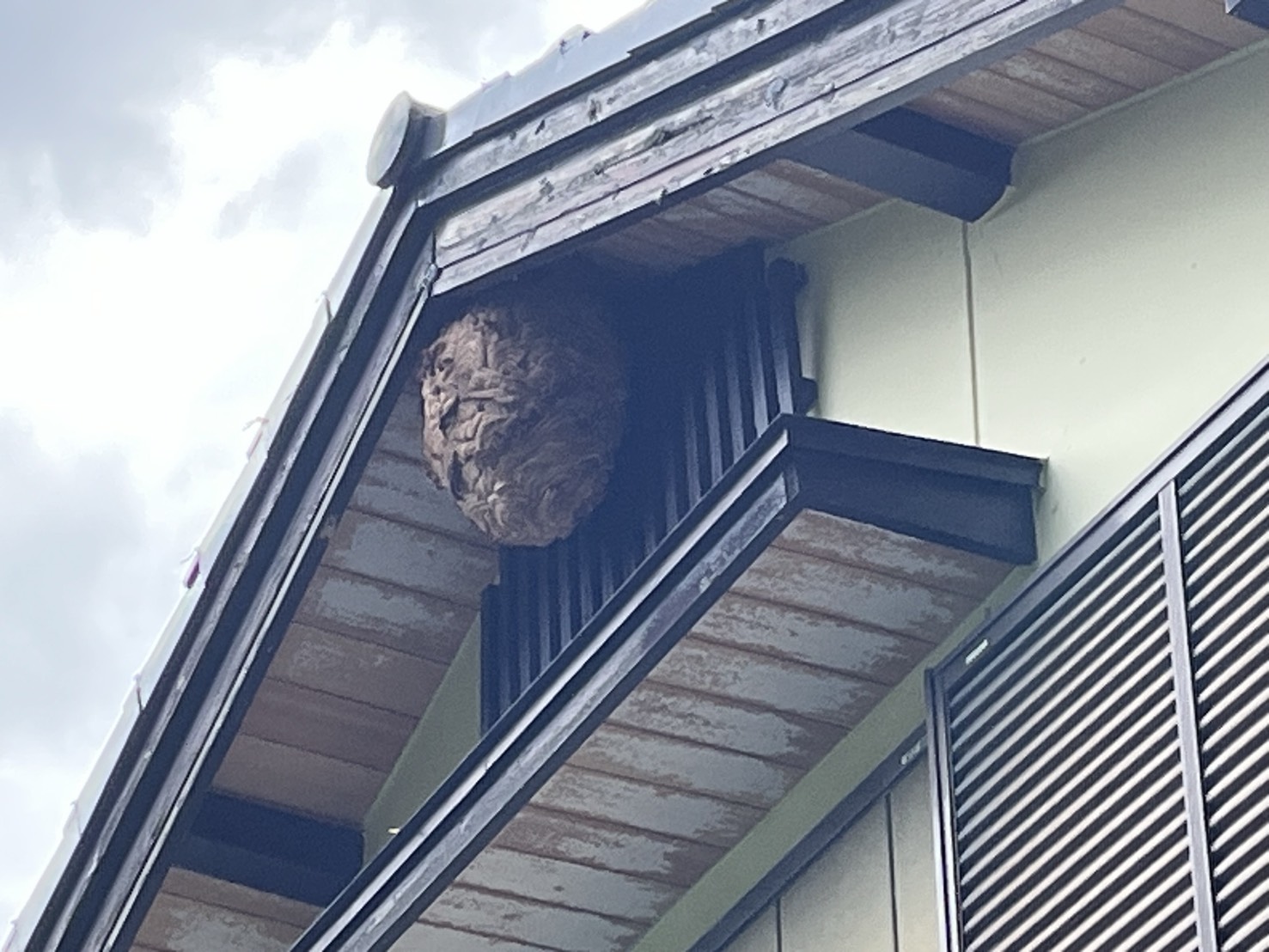 【事例1】知立市弘法町｜生垣に隠れたコガタスズメバチの巣駆除